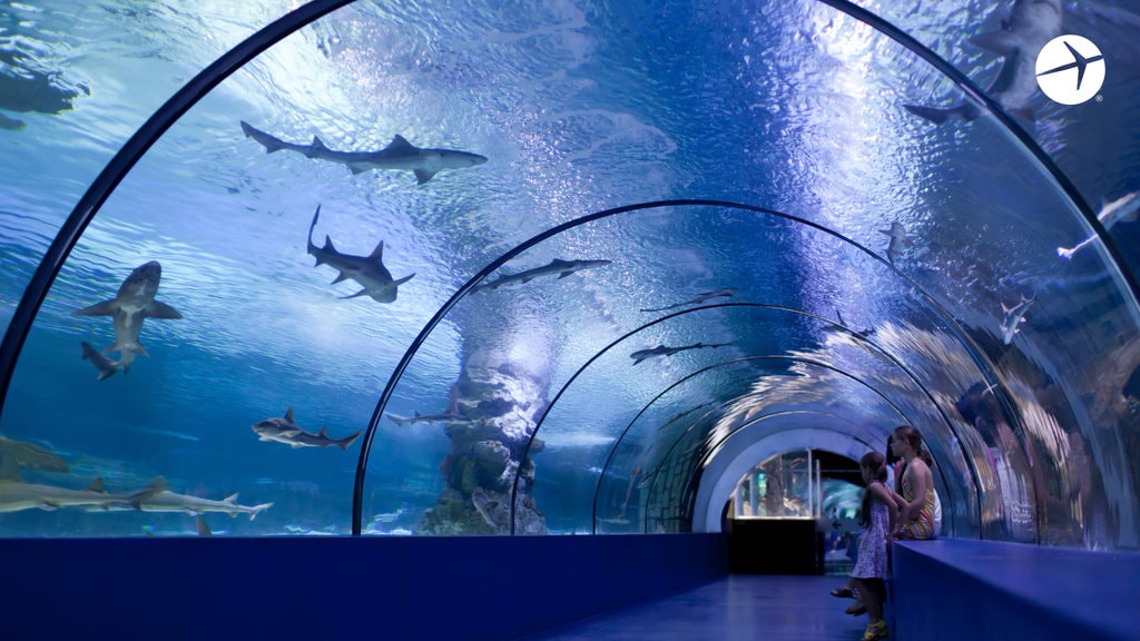 Zoom_Aquarium.jpg?1590526501